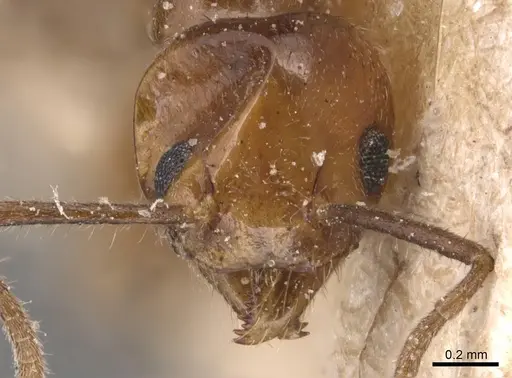 Technomyrmex semiruber specimen