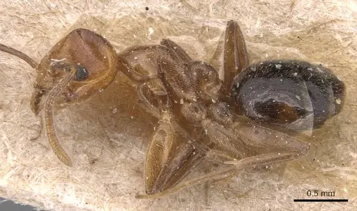 Technomyrmex semiruber specimen