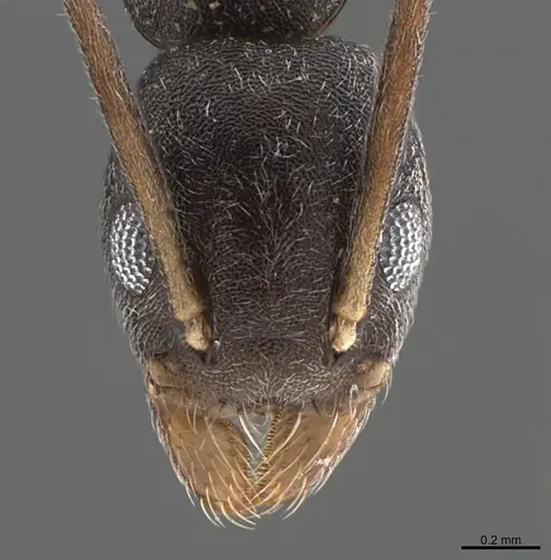 Technomyrmex senex specimen