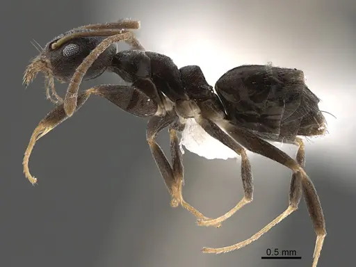 Technomyrmex senex specimen