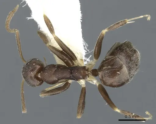 Technomyrmex senex - CASENT0903054