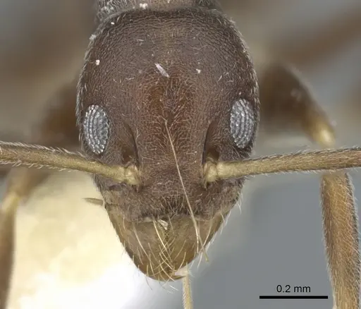 Technomyrmex senex - CASENT0903054