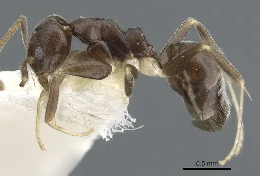 Technomyrmex senex - CASENT0903054