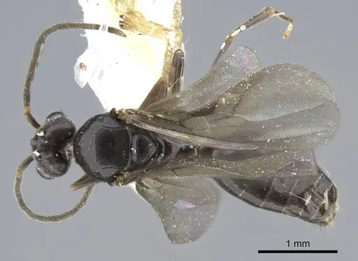 Technomyrmex setosus specimen