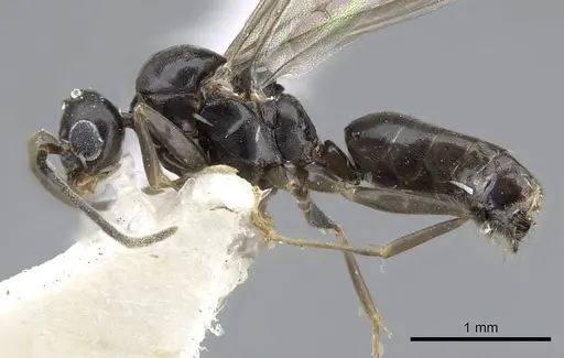Technomyrmex setosus specimen