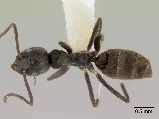 Technomyrmex shattucki specimen