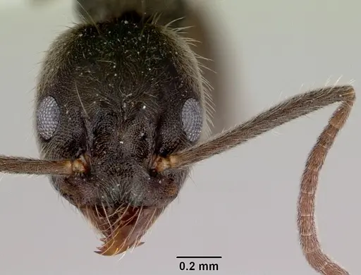 Technomyrmex shattucki specimen