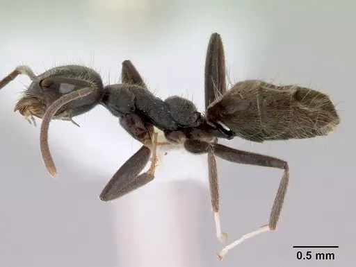 Technomyrmex shattucki specimen