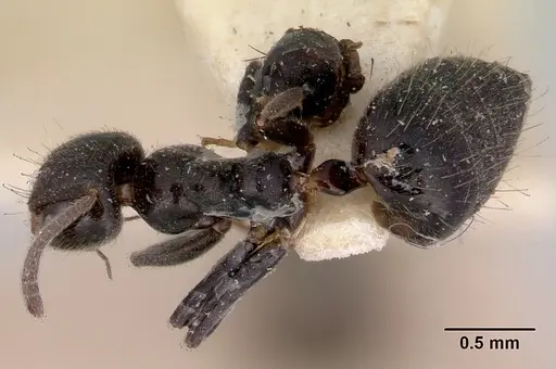 Technomyrmex sophiae specimen