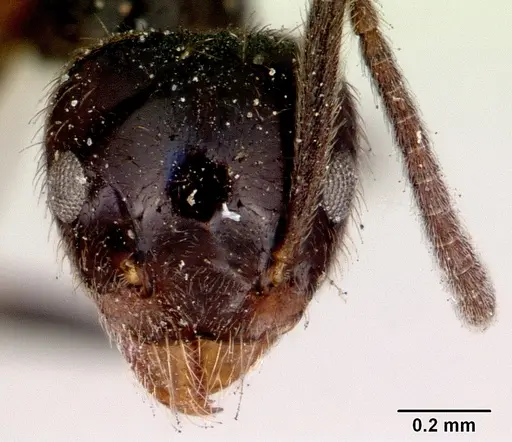 Technomyrmex sophiae specimen