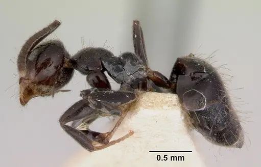 Technomyrmex sophiae specimen