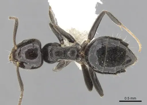 Technomyrmex sophiae - CASENT0249803