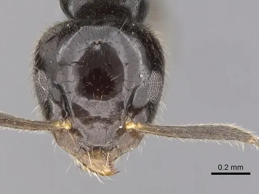 Technomyrmex sophiae - CASENT0249803