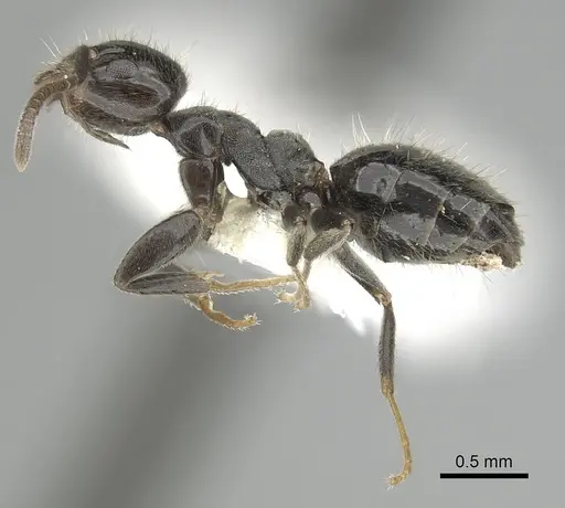 Technomyrmex sophiae - CASENT0249803