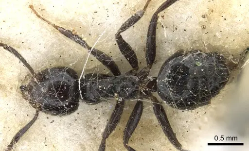 Technomyrmex sophiae - CASENT0903052