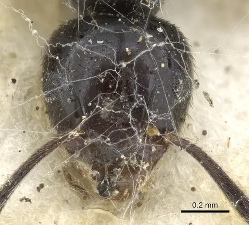 Technomyrmex sophiae - CASENT0903052