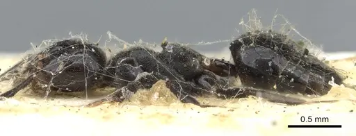 Technomyrmex sophiae - CASENT0903052