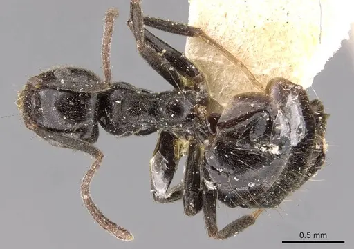 Technomyrmex sophiae - CASENT0909808