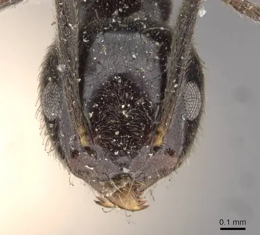 Technomyrmex sophiae - CASENT0909808