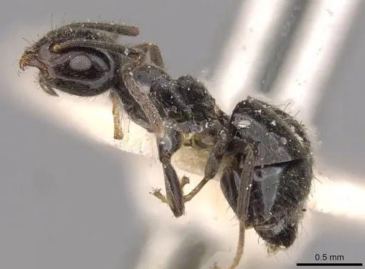 Technomyrmex sophiae - CASENT0909808