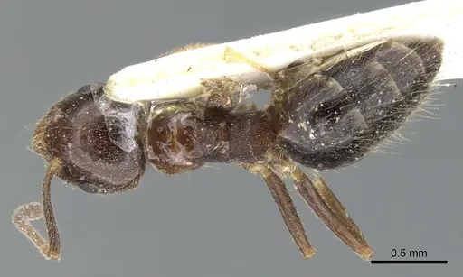 Technomyrmex strenuus specimen