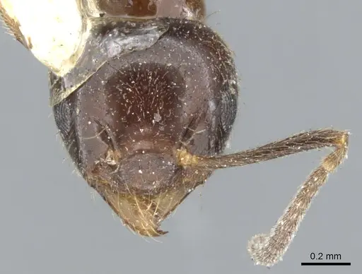 Technomyrmex strenuus specimen