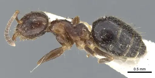 Technomyrmex strenuus specimen