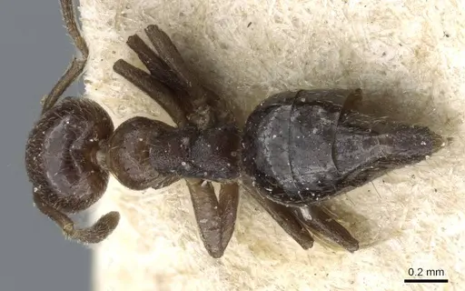 Technomyrmex strenuus - CASENT0905788