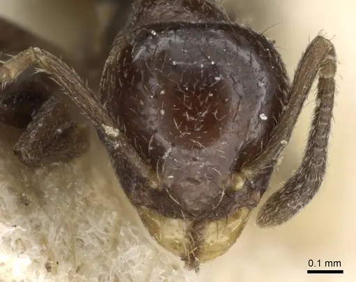 Technomyrmex strenuus - CASENT0905788