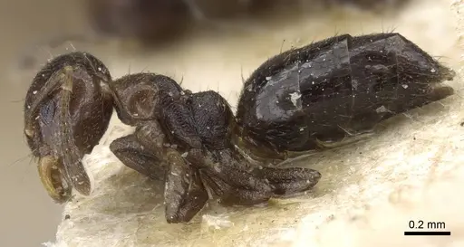 Technomyrmex strenuus - CASENT0905788