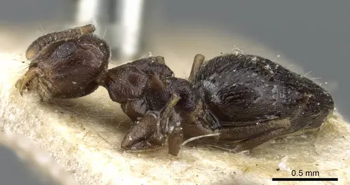 Technomyrmex strenuus - CASENT0905789