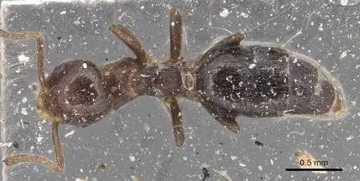 Technomyrmex strenuus - CASENT0915553