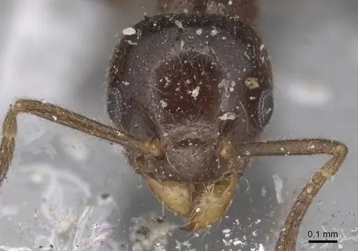 Technomyrmex strenuus - CASENT0915553