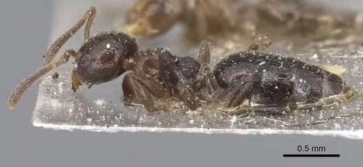 Technomyrmex strenuus - CASENT0915553