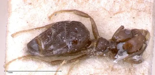 Technomyrmex strenuus - FOCOL0547-1