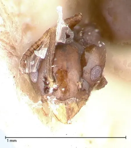 Technomyrmex strenuus - FOCOL0547-1