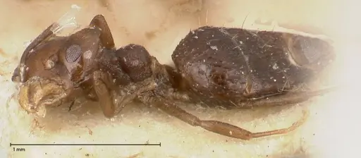 Technomyrmex strenuus - FOCOL0547-1