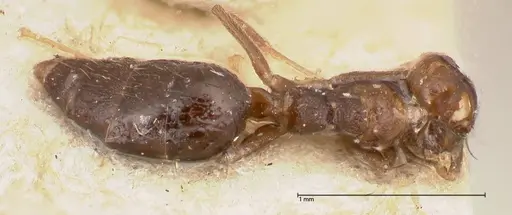 Technomyrmex strenuus - FOCOL0547-2