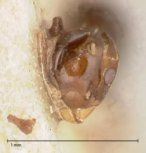 Technomyrmex strenuus - FOCOL0547-2