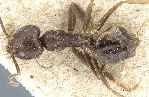 Technomyrmex sundaicus specimen
