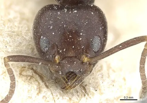 Technomyrmex sundaicus specimen