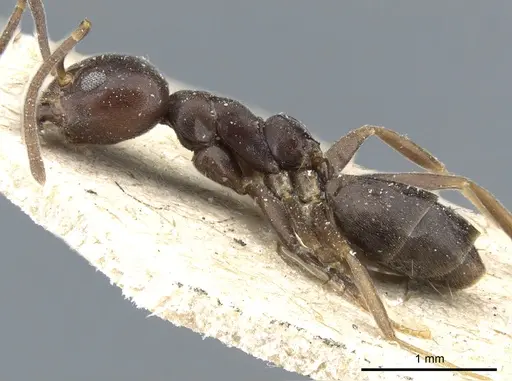 Technomyrmex sundaicus specimen