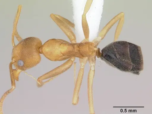 Technomyrmex sycorax specimen