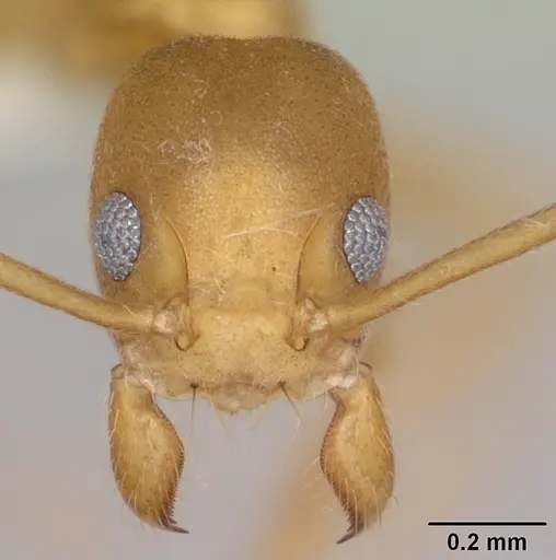 Technomyrmex sycorax specimen
