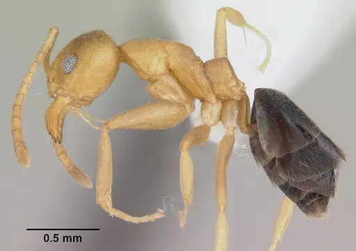 Technomyrmex sycorax specimen