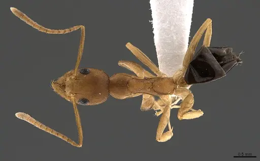 Technomyrmex sycorax - CASENT0170257