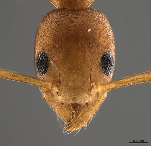 Technomyrmex sycorax - CASENT0170257