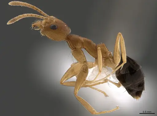 Technomyrmex sycorax - CASENT0170257