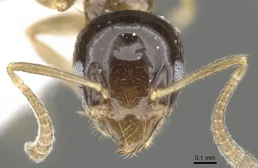 Technomyrmex tatius specimen