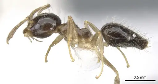 Technomyrmex tatius specimen